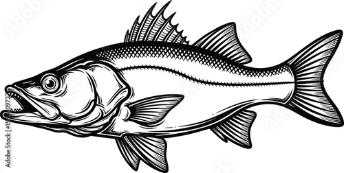 vector illustration of a fish