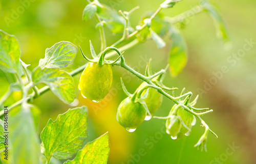 Close-up of young tomato fruits on the tree after rain in the morning, water drops on the tomato fruits, warm light.