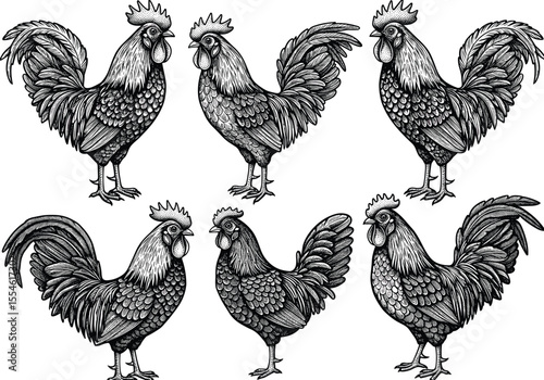 Detailed vintage rooster illustrations, hand-drawn farm bird set, black and white poultry artwork, rustic etching style chicken design