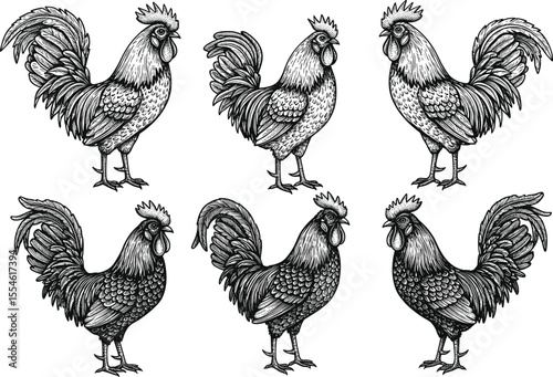 Detailed vintage rooster illustrations, hand-drawn farm bird set, black and white poultry artwork, rustic etching style chicken design