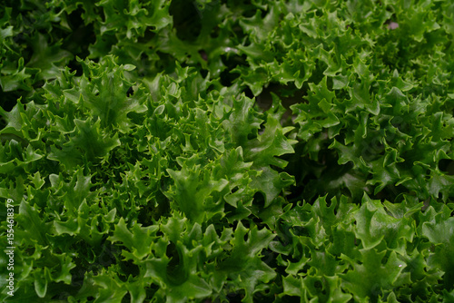 Growing eco plants lettuce salad, batavia plantation in hydroponic conditions.