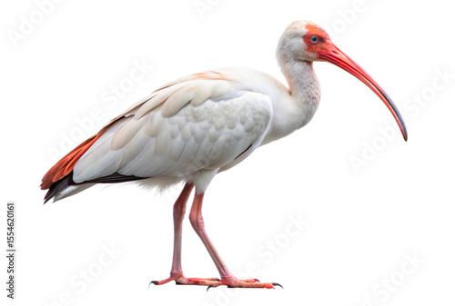  Ibis bird with a white background.