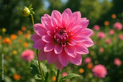 Vibrant pink dahlia blossom