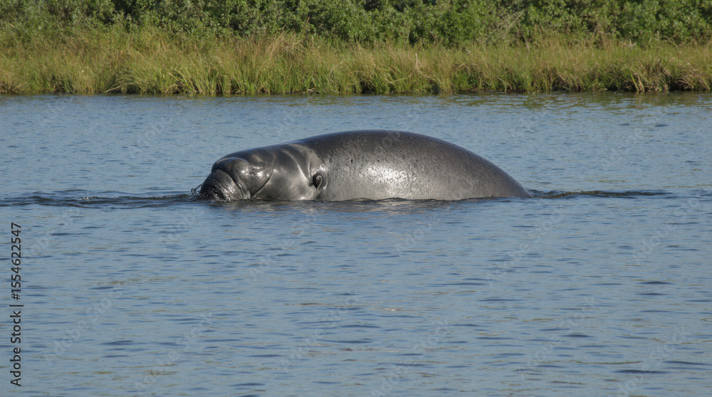 Fototapeta premium Manatee swims slowly half-submerged along a freshwater river near the shore