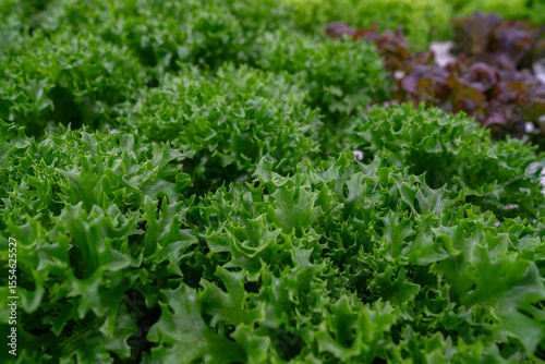 Growing eco plants lettuce salad, batavia plantation in hydroponic conditions.