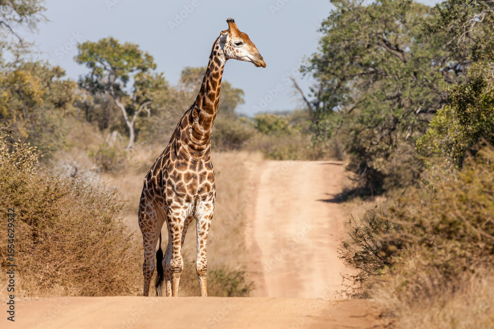 Obraz premium South Africa, Kruger National Park, Giraffe (Giraffa camelopardalis)