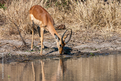 South Africa, Kruger National Park, Impala (Aepyceros malampus), male drinking water