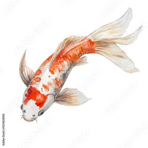 Koi Fish, watercolor drawing vector, isolated on a white background.
