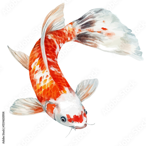 watercolor vector of Koi Fish, isolated on a white background.