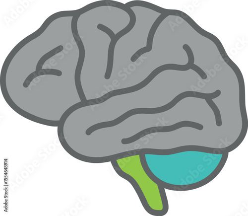 Brainstem and Cerebellum Structure
