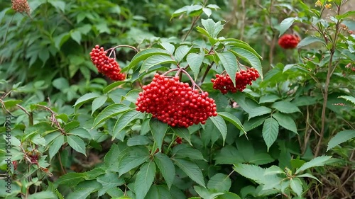 Dense cluster of red elderberries on green background in sharp natural light. Concept toxic plant identification, garden safety, herbal medicine reference, visual toxicology database