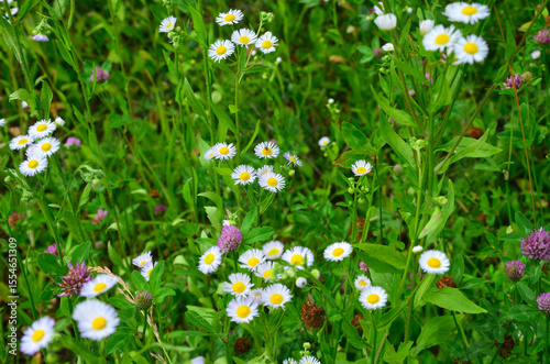Fototapeta Naklejka Na Ścianę i Meble -  white flowers in the meadow	

