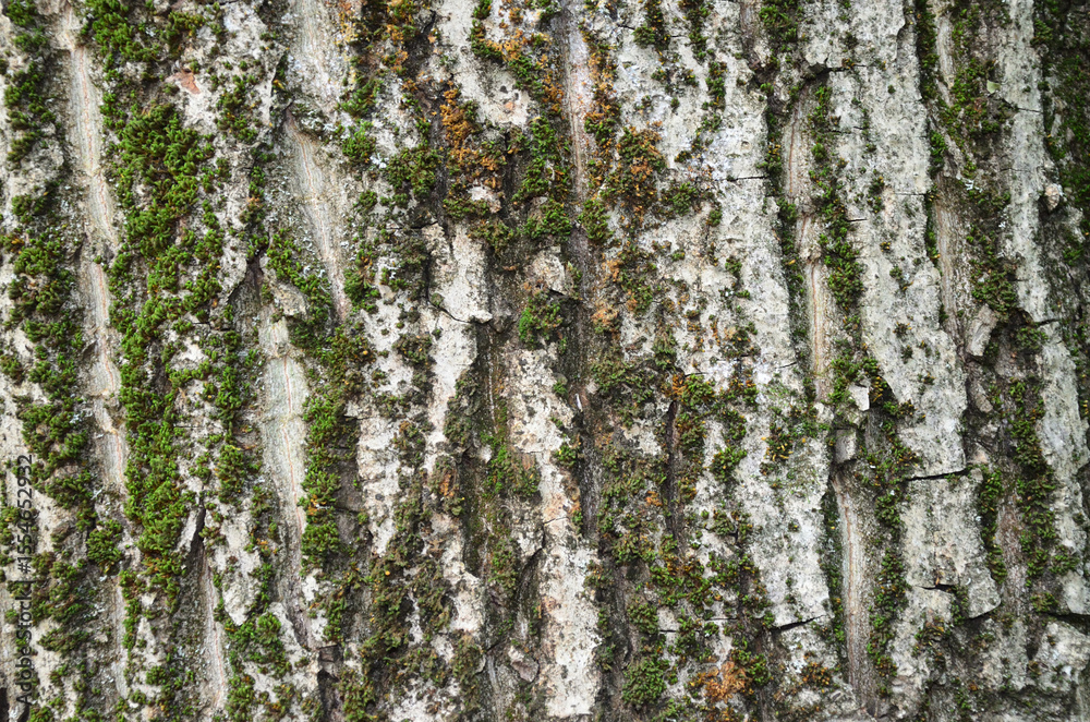 Fototapeta premium the bark of a walnut tree 