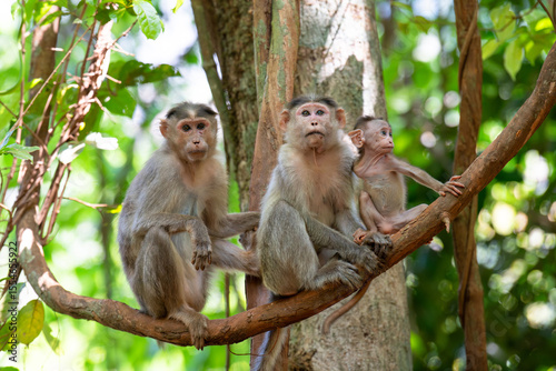 Barbary macaque ape, rhesus monkey family with baby sitting on tree branch in tropical jungle of India, wildlife rainforest animal 