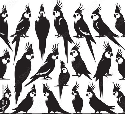 Cockatiel Parrot Vector 