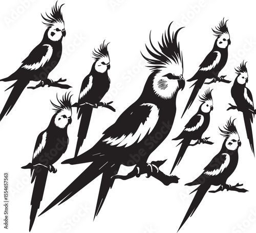 Cockatiel Parrot Vector 