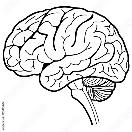 human brain isolated on white background