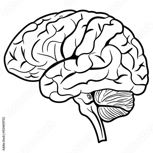 human brain isolated on white background