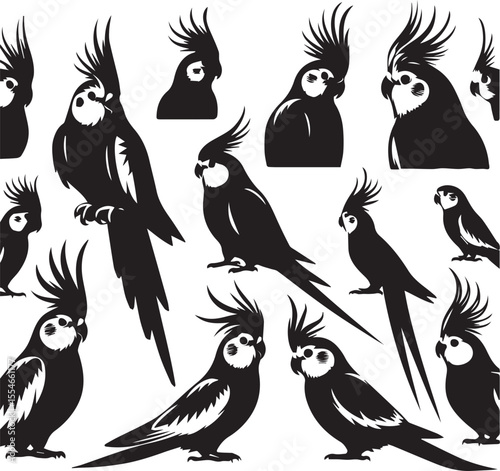Cockatiel Parrot Vector 