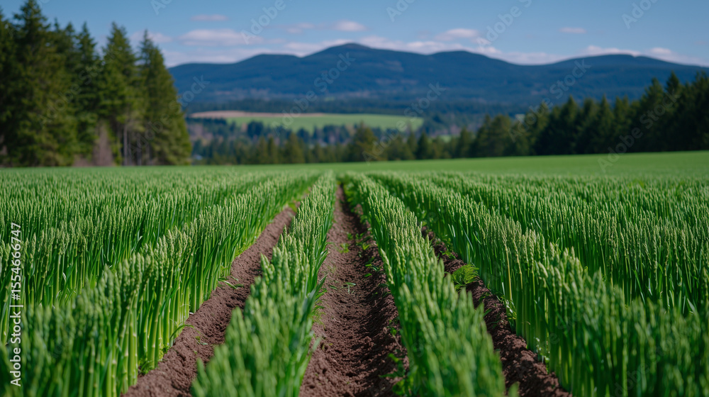 Naklejka premium A wide view of an asparagus field in early spring, evenly spaced rows of green stalks growing tall under a clear blue sky, framed by trees and distant hills