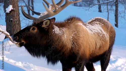 Siberian Musk Deer Shows off Tusk-Like Canines Against a Snowy Backdrop in Winter Wilderness