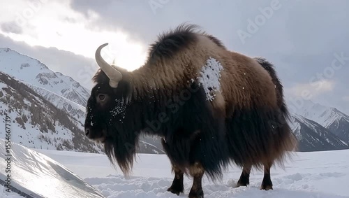 Long Hair of a Himalayan Yak Sways in Icy Wind With Ice Crystals Attached on a Snowy Mountain Backdrop
