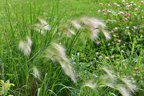 Hordeum jubatum is a perennial plant of the Poaceae family of cereals. It is used in landscape design.