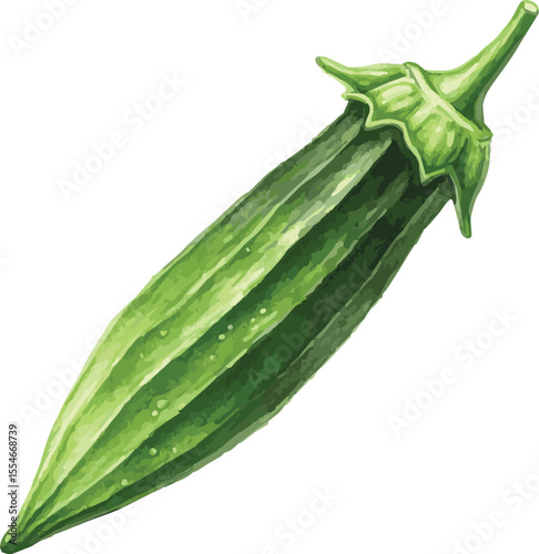 Vector watercolor illustrated okra