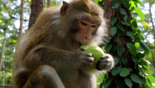 Monkey Fingers Skillfully Peel Fruit in a Lively Forest Setting Under Dappled Light