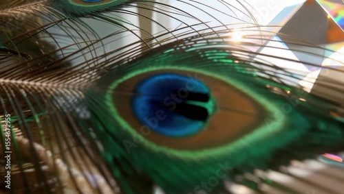 Captivating Close-Up of Peacock Feather Eyes Showcasing Sunlight Reflections and Vibrant Colors