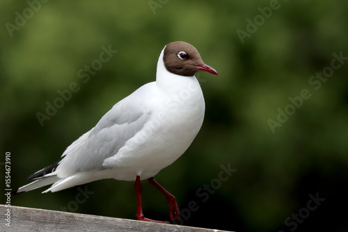 Photography Black-headed gull