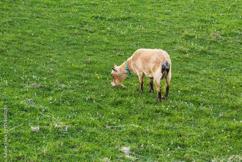 Pet goat with turquoise collar, erect ears, short golden coat and black face markings and legs seen in profile grazing in green lawn in summer, Quebec City, Quebec, Canada
