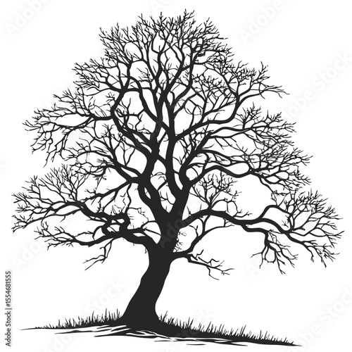 Silhouette of a bare tree against white background depicting autumnal or winter season