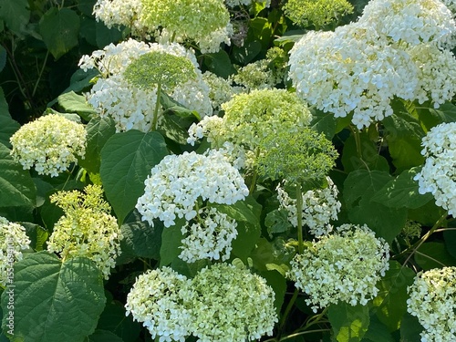 White and green hydrangea bush displayed in soft morning sunlight