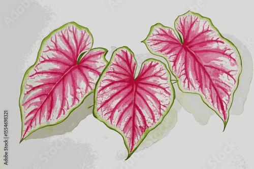 Painted Luck Amulets Auspicious plants Caladium pink isolated watercolor vector illustration svg