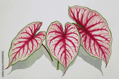 Heart of Joy Veins Auspicious plants Caladium pink isolated watercolor vector illustration svg