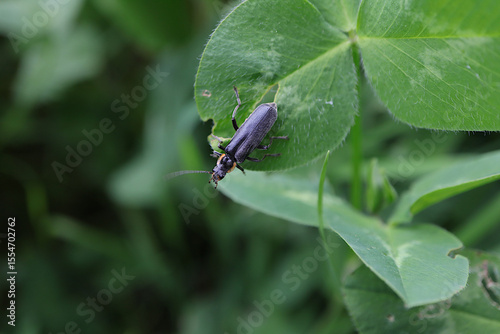 Dark Soldier Beetle on Clover Leaf in Green Foliage
