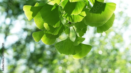 Clsoeup of green leaves of the ginkgo biloba. 