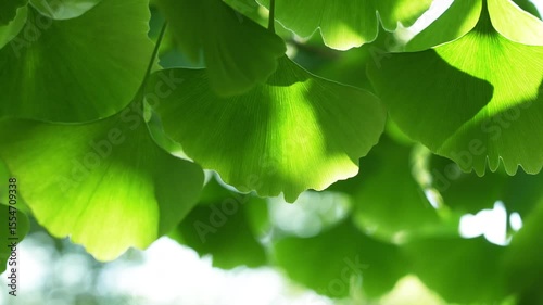 Clsoeup of green leaves of the ginkgo biloba. 