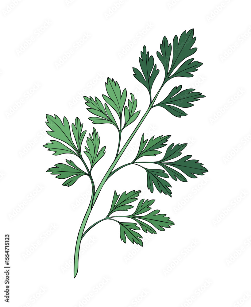 Fototapeta premium Vector Illustration of Fresh Green Parsley Herb