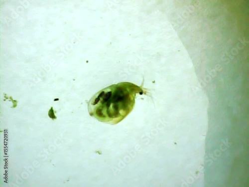 Daphnia in the water on a microscope glass