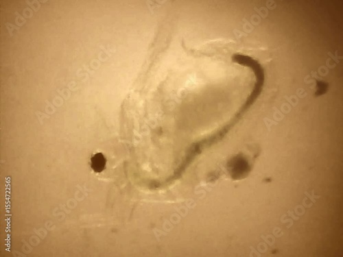 Daphnia in the water on a microscope glass