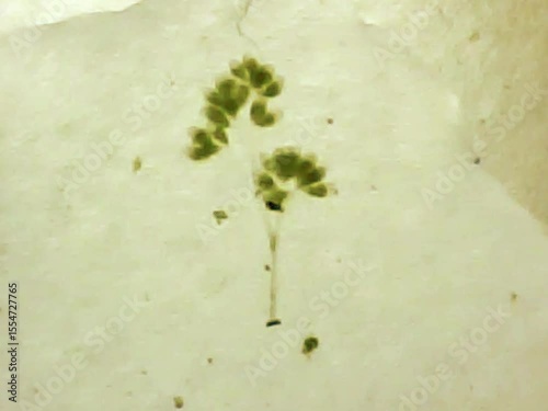 Rotifers  swimming in the water