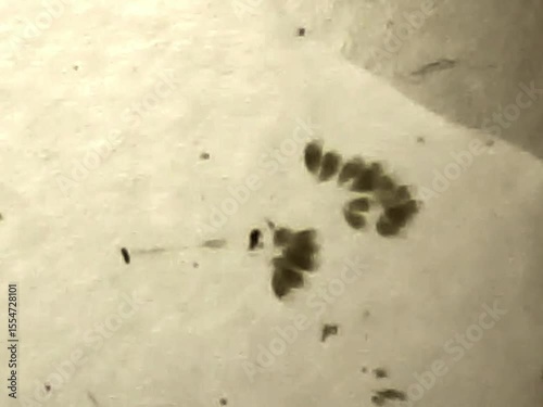 Rotifers  swimming in the water