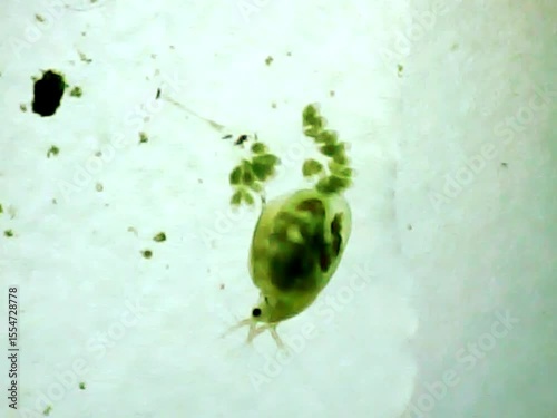 Daphnia and a rotifers group