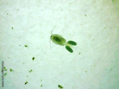 Cyclop in water on a microscope glass