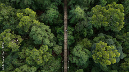Aerial view of jungle suspension bridge