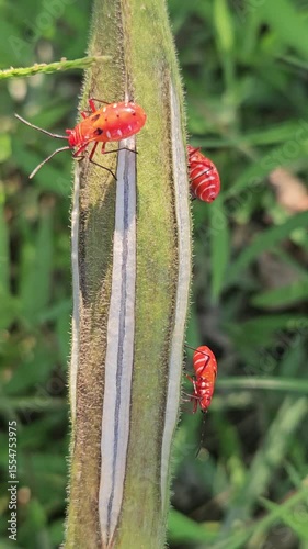 dragonfly on a flower