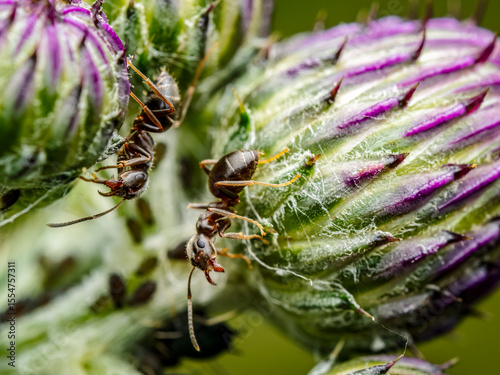 Macro Shot of Ants Interacting with Aphids on Green Plant Stem