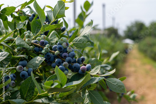 Picking blueberries in an organic orchard.